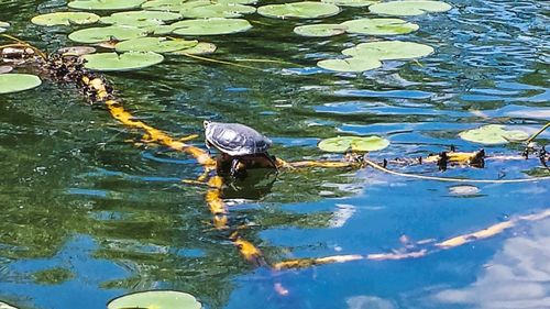 Fish swimming in lake
