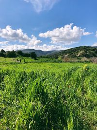 Scenic view of agricultural field against sky