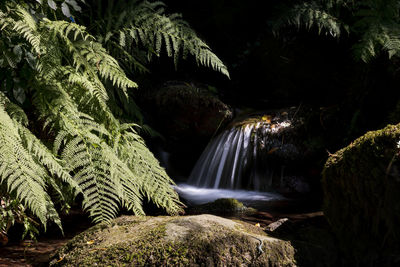 Peaceful river flowing over rocks with ferns