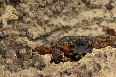 Close-up of crab on rock