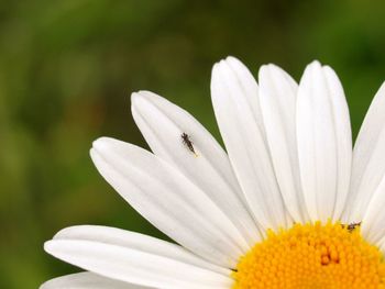 Close-up of white daisy flower