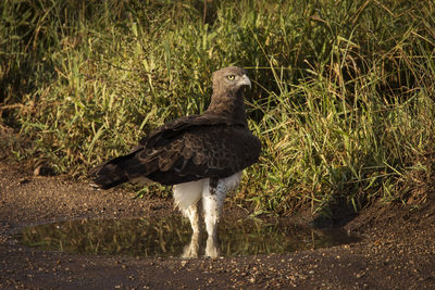 Bird perching on a field