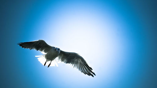 Low angle view of birds flying in sky