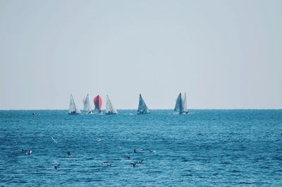 Sailboats sailing in sea against clear sky