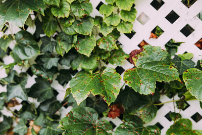  angular reddish brown spots with shot-hole centers on grape leaves caused by anthracnose of grape. 