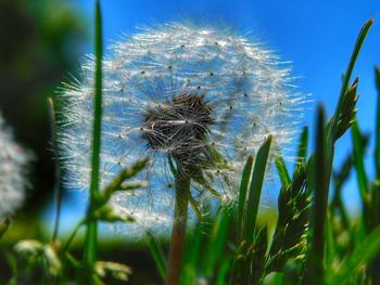 Close-up of dandelion on field against sky