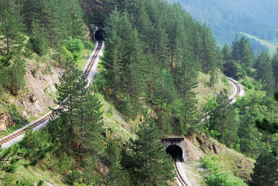 High angle view of road amidst trees in forest