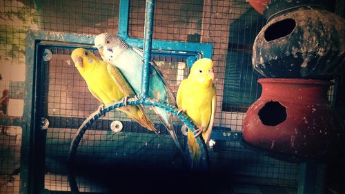 Close-up of yellow bird perching in cage