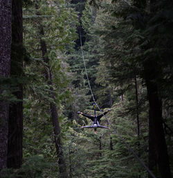 Low angle view of man zip lining in forest