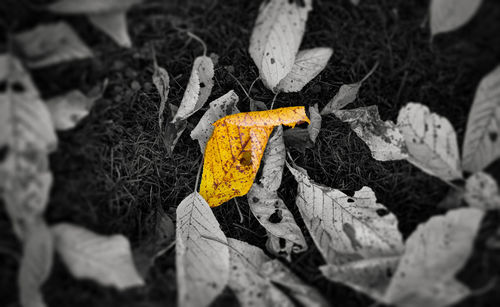 High angle view of orange flower
