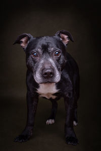 Close-up portrait of black dog