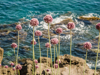 Close-up of flowers blooming at sea