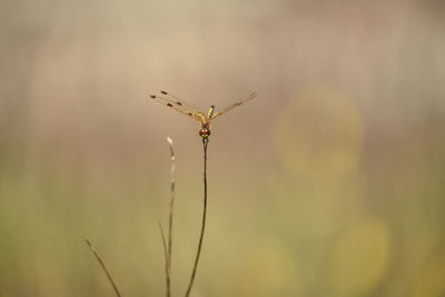 Close-up of insect