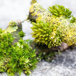 Close-up of moss growing on fallen tree