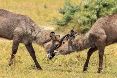 Waterbuck fighting on field