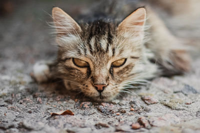 Close-up portrait of a cat