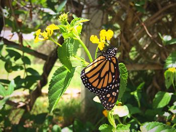 Close-up of butterfly pollinating on yellow flower