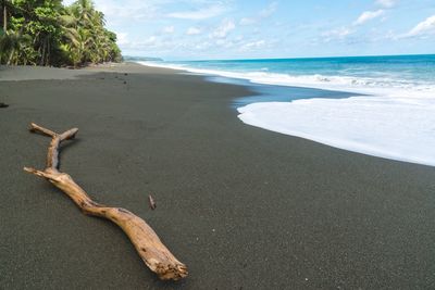 Close-up of lizard on beach against sky