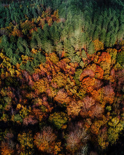 High angle view of tree in forest during autumn