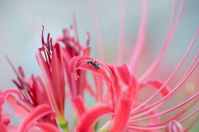 Close-up of pink flower