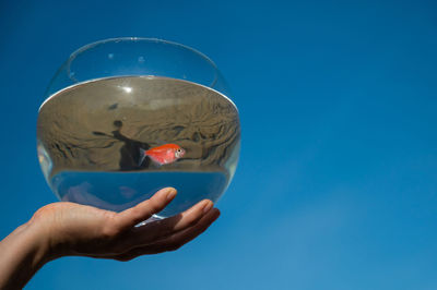 Woman holding round aquarium with goldfish on blue sky background