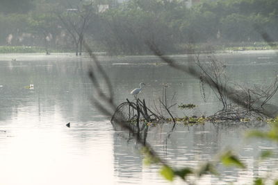 Birds in lake