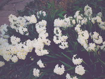 Close-up of white flowers