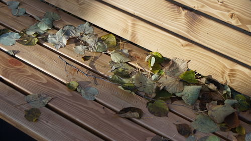 Close-up of wooden plank