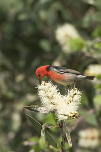 Close-up of bird perching on plant