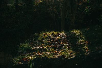 High angle view of trees growing on field at night