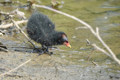 High angle view of a bird drinking water