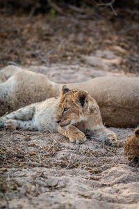 Laying cub