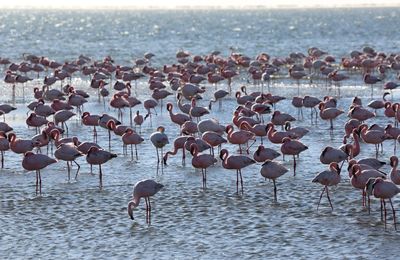 Flock of seagulls on beach