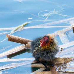 Close-up of young coot swimming in lake