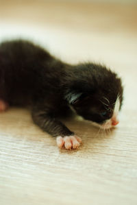 Close-up of a kitten