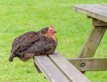 Close-up of a chicken on bench