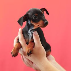 Close-up of hand holding puppy against coral background