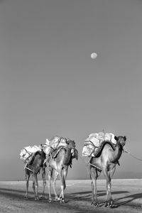 Camels walking on land against sky