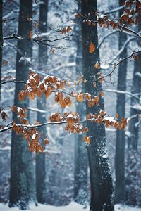 Close-up of frozen plant during winter