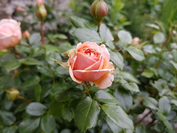 Close-up of rose roses