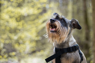 Close-up of a dog looking away