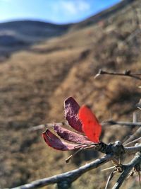 Close-up of plant against sky