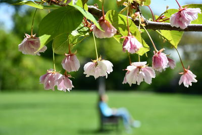 Close-up of pink cherry blossoms