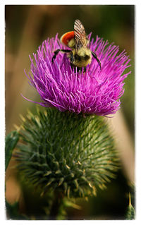 Close-up of honey bee on thistle