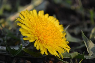 Close-up of yellow flower