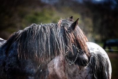 Close-up of a horse