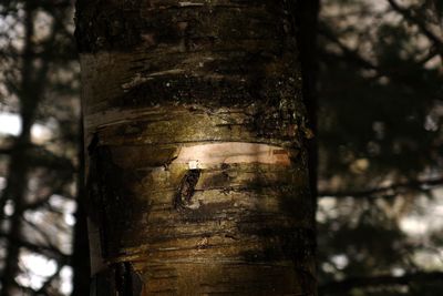 Close-up of tree trunk