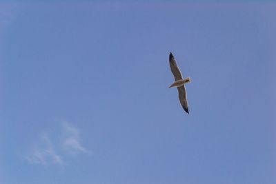 Low angle view of seagull flying in sky