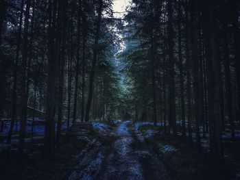 Trees in forest against sky