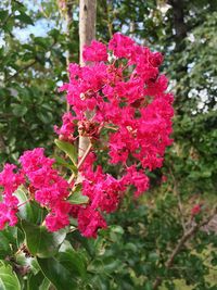 Close-up of pink flowers